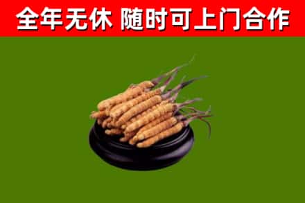 驿城回收散虫草